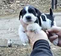 Black and white female 1, a female Miniature Schnauzer for sale in Portsmouth, OH – Photo 1 of 2