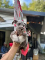 Male 2, a male Miniature Schnauzer for sale in Portsmouth, OH – 2 of 3