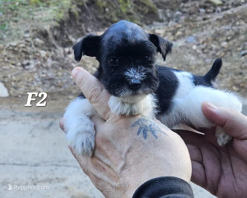 Black and white female 2, a female Miniature Schnauzer for sale in Portsmouth, OH – Photo 1 of 2