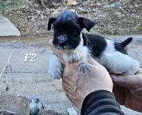 Black and white female 2, a female Miniature Schnauzer for sale in Portsmouth, OH – Photo 2 of 2