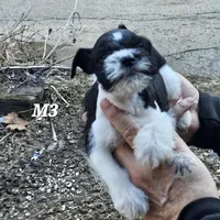 Black and white male 3, a male Miniature Schnauzer for sale in Portsmouth, OH – Photo 2 of 3
