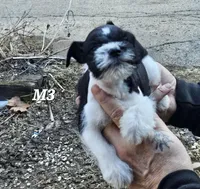 Black and white male 3, a male Miniature Schnauzer for sale in Portsmouth, OH – Photo 2 of 2