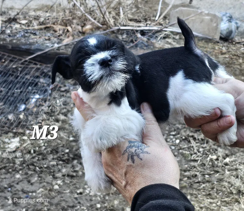 Black and white male 3, a male Miniature Schnauzer for sale in Portsmouth, OH – Photo 1 of 2