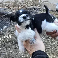 Black and white male 3, a male Miniature Schnauzer for sale in Portsmouth, OH – Photo 1 of 3