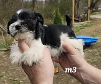Black and white male 3, a male Miniature Schnauzer for sale in Portsmouth, OH – Photo 3 of 3