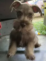Male 2, a male Miniature Schnauzer for sale in Portsmouth, OH – 3 of 3