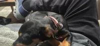 Roxy, a female Rottweiler for sale in Thornton, CO – Photo 6 of 10