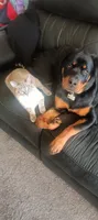 Roxy, a female Rottweiler for sale in Thornton, CO – Photo 2 of 10
