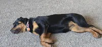 Roxy, a female Rottweiler for sale in Thornton, CO – Photo 9 of 10