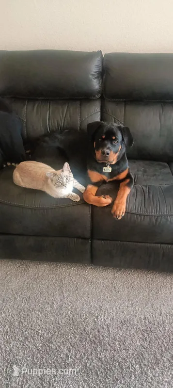 Roxy – Rottweiler puppy for sale in Thornton, CO