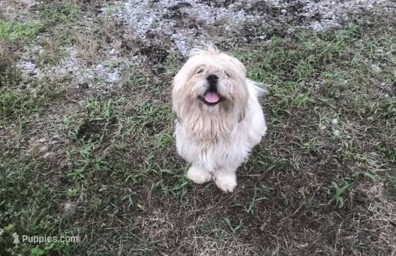 Cojo – Shih Tzu puppy for sale in Hardy, AR