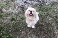 Cojo, a male Shih Tzu for sale in Hardy, AR – 1 of 2