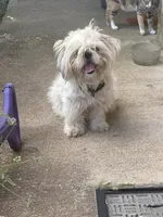 Cojo, a male Shih Tzu for sale in Hardy, AR – 2 of 2