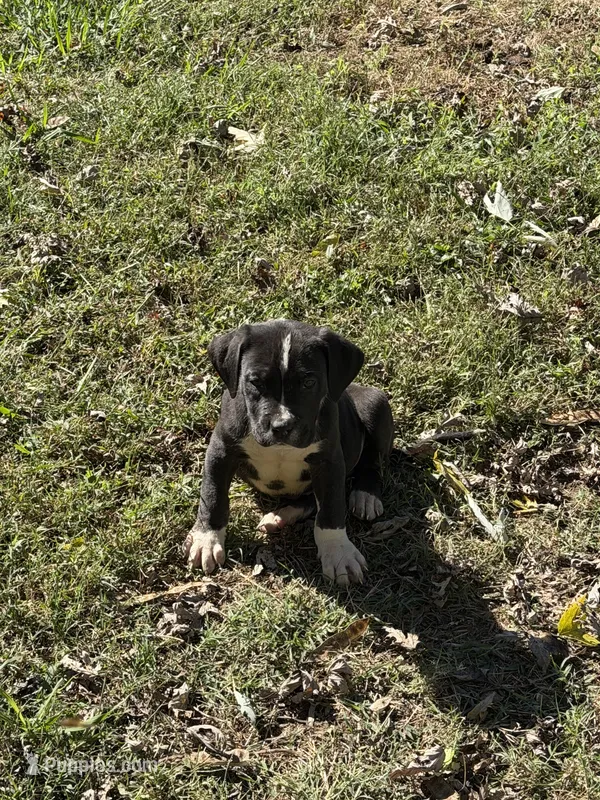 Ghost  – American Bully, Labrador Retriever puppy for sale in Toano, VA