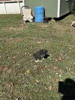 Ghost , a male American Bully and Labrador Retriever for sale in Toano, VA – 2 of 2