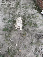 Birdie , a female American Bully and Labrador Retriever for sale in Toano, VA – 2 of 2