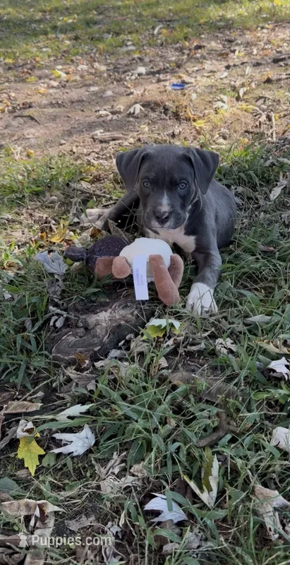 Blue – American Bully, Labrador Retriever puppy for sale in Toano, VA