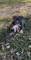 Blue, a male American Bully and Labrador Retriever for sale in Toano, VA – 1 of 2