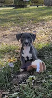 Blue, a male American Bully and Labrador Retriever for sale in Toano, VA – 2 of 2