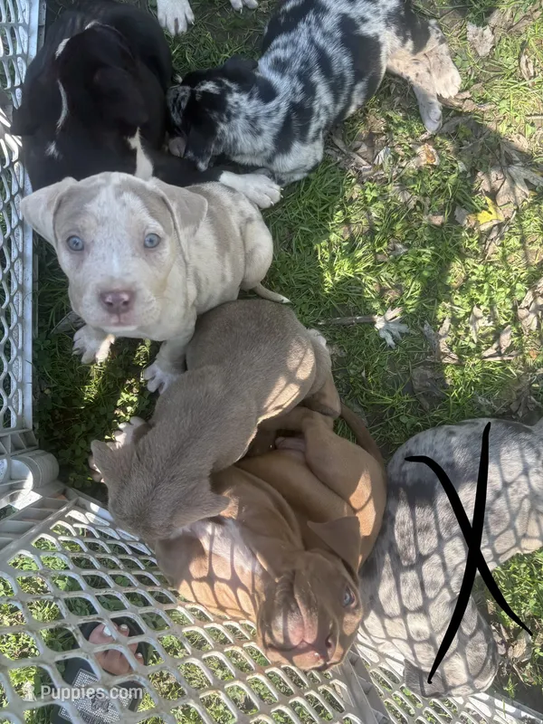 Birdie – American Bully, Labrador Retriever puppy for sale in Toano, VA