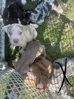 Birdie, a female American Bully and Labrador Retriever for sale in Toano, VA – 1 of 1