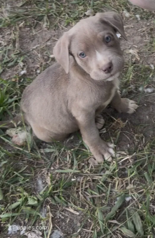Chi – American Bully, Labrador Retriever puppy for sale in Toano, VA