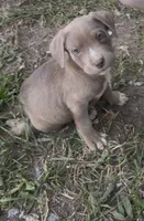 Chi, a female American Bully and Labrador Retriever for sale in Toano, VA – 1 of 1