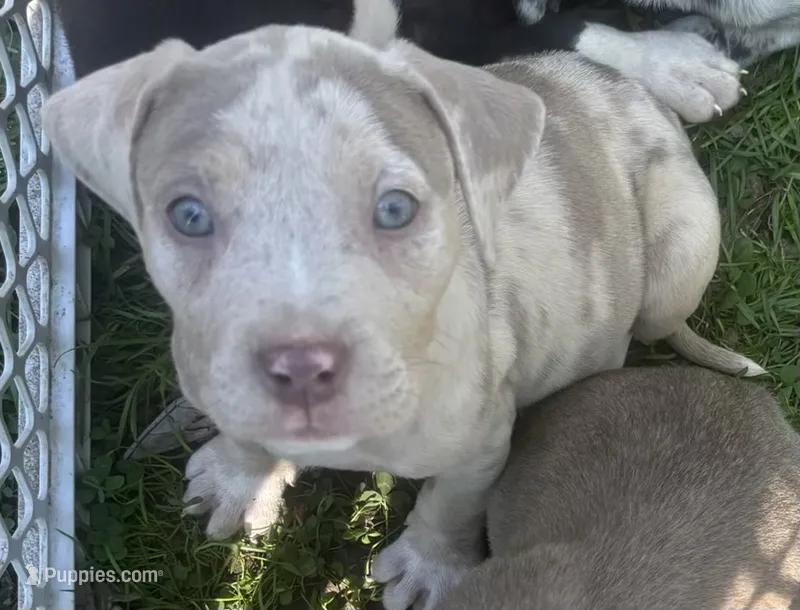 Birdie  – American Bully, Labrador Retriever puppy for sale in Toano, VA