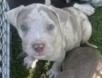 Birdie , a female American Bully and Labrador Retriever for sale in Toano, VA – 1 of 2