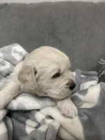 Salley, a female Golden Retriever for sale in Chandler, AZ – Photo 2 of 5