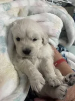 Salley, a female Golden Retriever for sale in Chandler, AZ – Photo 3 of 5