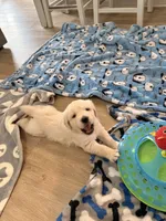 Salley, a female Golden Retriever for sale in Chandler, AZ – Photo 5 of 5