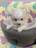 Champ, a male Pomeranian for sale in Chandler, AZ – Photo 2 of 3