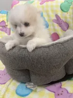 Champ, a male Pomeranian for sale in Chandler, AZ – Photo 3 of 3