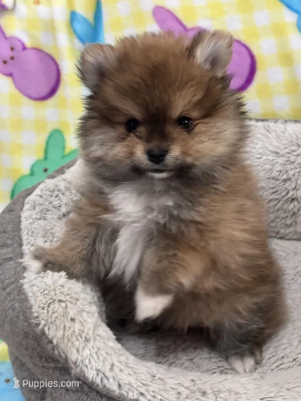Teddy Bear – Pomeranian puppy for sale in Chandler, AZ