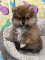 Teddy Bear, a male Pomeranian for sale in Chandler, AZ – Photo 1 of 2