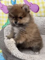 Teddy Bear, a male Pomeranian for sale in Chandler, AZ – Photo 2 of 2