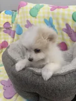 Champ, a male Pomeranian for sale in Chandler, AZ – Photo 1 of 3