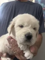 Lilly, a female Golden Retriever for sale in Chandler, AZ – Photo 1 of 2