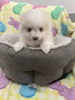 Saddie, a female Pomeranian for sale in Chandler, AZ – Photo 2 of 3