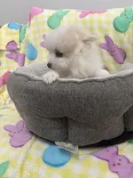 Saddie, a female Pomeranian for sale in Chandler, AZ – Photo 3 of 3