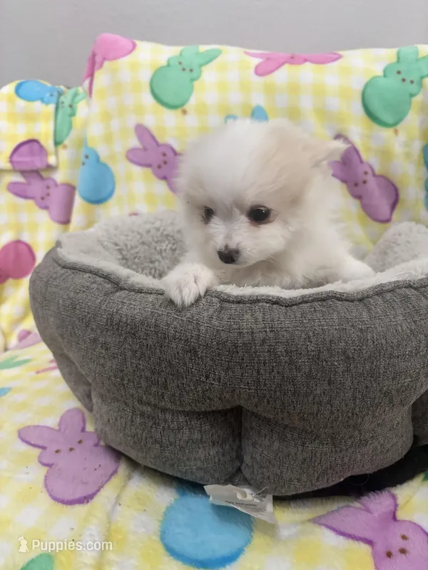 Saddie – Pomeranian puppy for sale in Chandler, AZ