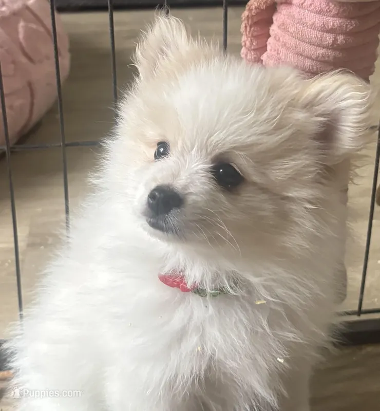 Champ – Pomeranian puppy for sale in Chandler, AZ