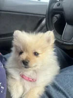 Rosie, a female Pomeranian for sale in Chandler, AZ – Photo 4 of 4