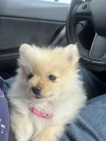 Rosie, a female Pomeranian for sale in Chandler, AZ – Photo 3 of 4