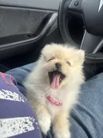 Rosie, a female Pomeranian for sale in Chandler, AZ – Photo 2 of 4