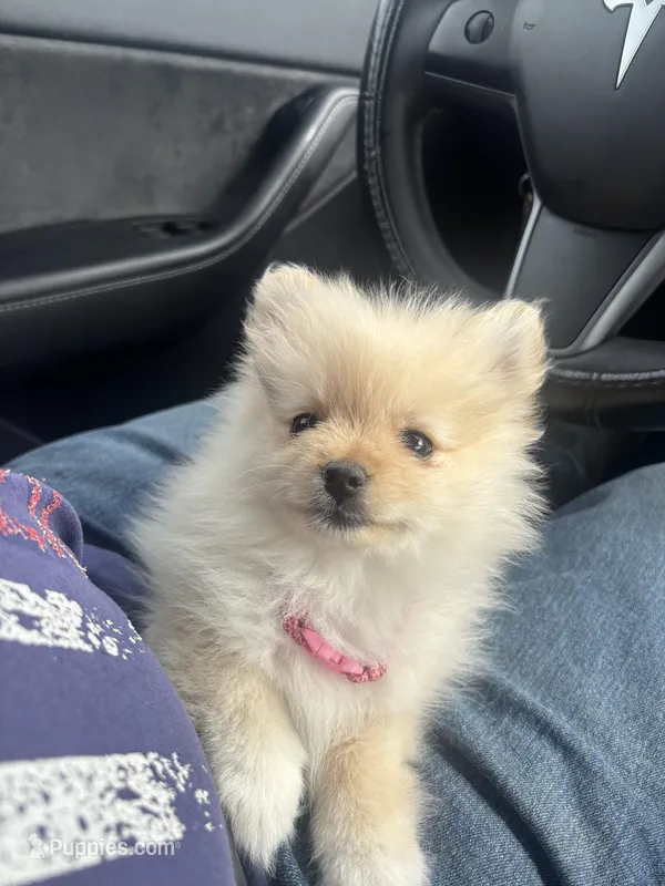 Rosie – Pomeranian puppy for sale in Chandler, AZ