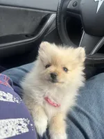 Rosie, a female Pomeranian for sale in Chandler, AZ – Photo 1 of 4