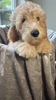 Charlene, a female Goldendoodle for sale in Clarksville, TN – 2 of 10