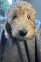 Charlene, a female Goldendoodle for sale in Clarksville, TN – 5 of 10